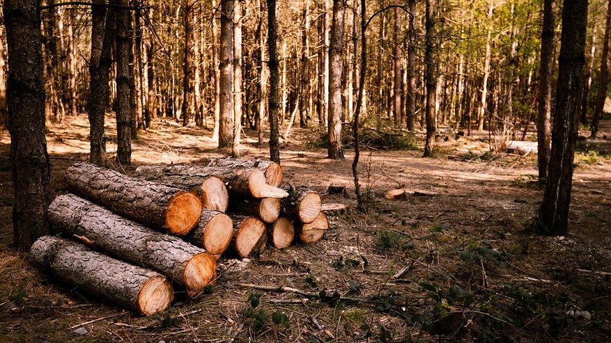 Главная картинка новости: Самовольная рубка леса в Гороховецком районе обошлась компании в 2,3 миллиона рублей