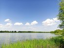 Тля и белокрылка в панике: эффективный «коктейль» из 3-х кухонных отходов спасет урожай за копейки