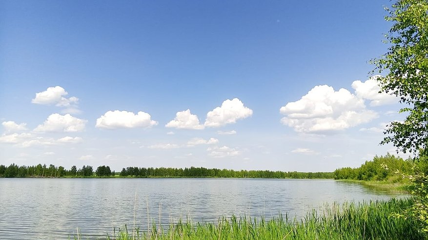 Главная картинка новости: Тля и белокрылка в панике: эффективный «коктейль» из 3-х кухонных отходов спасет урожай за копейки