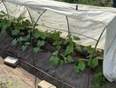 Не зола и не коровяк: в середине июня опытные огородники поливают огурцы только этим – с одного куста будете собирать по 7 кг