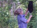 В лесах Кольчугинского района провели проверку на опасных лесных вредителей