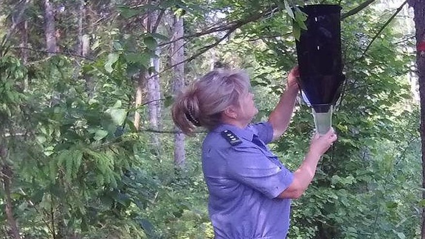 Главная картинка новости: В лесах Кольчугинского района провели проверку на опасных лесных вредителей