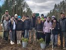 В Юрьев-Польском районе высадили сосны и ели в память Александра Кривоногова