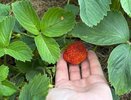 Одна чайная ложка под куст: клубника завалит ягодами раньше, чем нужно