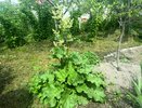 Овощ, который постепенно умертвляет почки: в Европе его не едят, а в России многие обожают