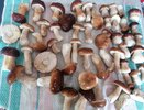 Нужно ли снимать кожицы со шляпок маслят: эксперты дали четкий ответ на вопрос