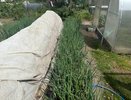 С 15 по 30 июня луку — первым делом: развожу 3 ложки в воде — и луковицы становятся размером с арбуз, а перья сочного зелёного цвета