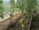 Теперь помидорами заморозки не страшны: этот приём с нижними листьями спас томаты в Брянской области