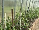 Опрыскиваю томаты бором каждые 2 недели с 20 июня: на кистях тонны плодов - соседи локти кусают от зависти