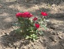 Заливаю 100 гр. водой — розы радуют до поздней осени, а бутоны вырастают до 40 сантиметров — аромат слышат даже соседи