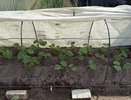 Огурцы будут счастливы от этой смеси: полейте - и на каждом кустике появятся десятки завязей