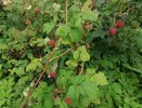 Не удалите это — и малина больше не даст крупных ягод: вот как получать максимум с минимумом усилий