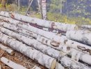 Предприятие в Кольчугинском районе неправильно складировало древесину