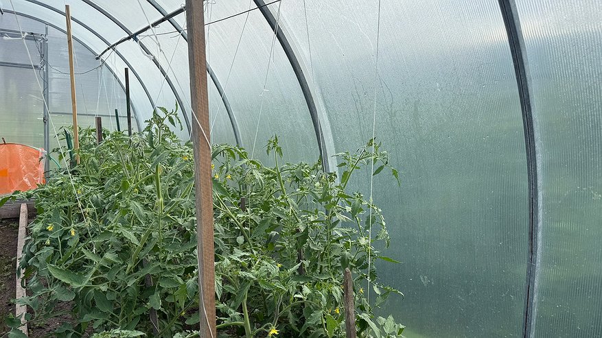 Главная картинка новости: Томаты «дуреют» от этой вкуснятины: подкормите во время цветения - кусты будут ломиться от помидоров