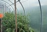 Миниатюра новости: Томаты «дуреют» от этой вкуснятины: подкормите во время цветения - кусты будут ломиться от помидоров