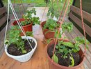 Петунию «бомбит» от этой «вкусняшки»: кормлю раз в месяц — цветет все лето без перерыва
