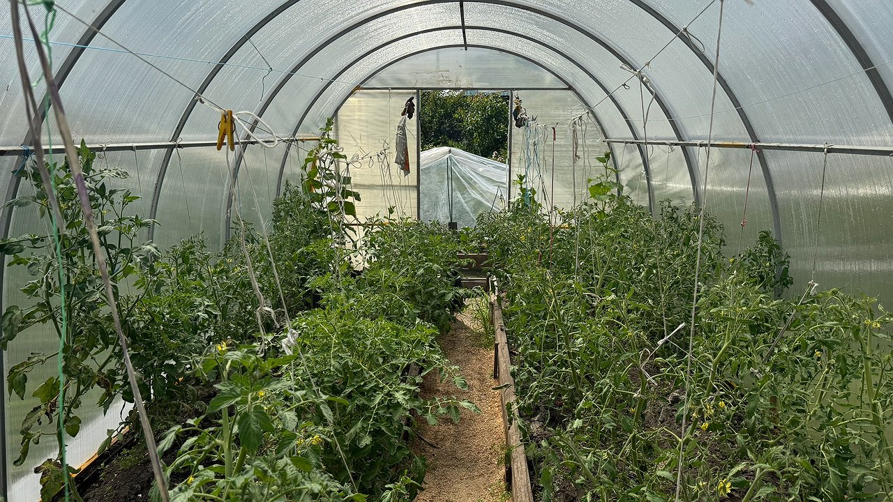 Главная картинка новости: Зацвели томаты — не теряю ни минуты: вношу на квадратный метр стакан порошка и пустоцветов не появится