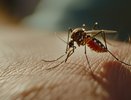 Во Владимирской области напомнили о риске заражения брюшным тифом и инфекциями от комаров