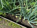 До 30 июня луку — первым делом: 3 ложки в воду — и луковицы будут с кулак, а перья зеленее некуда