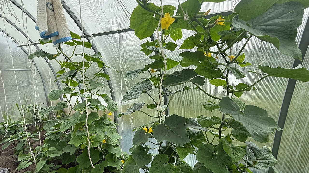 Главная картинка новости: Опрыскиваю желтые огурцы в 6 утра копеечным раствором: соседка заметила и теперь тоже снимает по 20 кг с куста