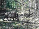 На охраняемых территориях области фотоловушки засняли кабанов за «работой»