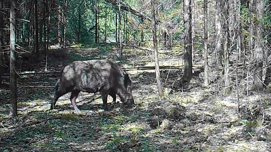 Главная картинка новости: На охраняемых территориях области фотоловушки засняли кабанов за «работой»