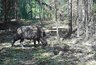 Миниатюра новости: На охраняемых территориях области фотоловушки засняли кабанов за «работой»