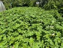 Как начал цвести картофель — первым делом засыпаю под корень: 20 кустов выдают урожай на всю зиму
