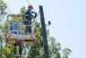 Миниатюра новости: Во Владимирской области заменили 85 километров электропроводов на изолированные