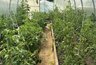 Миниатюра новости: Помидорам во время цветения — обязательно: маленькая щепотка на 10 литров — плоды будут после каждого цветочка