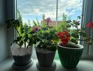 Крошу в горшок — и герань как подменили: листва зеленее некуда, а бутоны появляются даже на молодых черенках