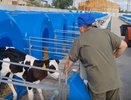 В Меленковском округе появились ясли для 300 новорожденных телят