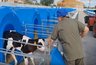 Миниатюра новости: В Меленковском округе появились ясли для 300 новорожденных телят