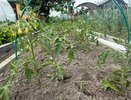 Томаты «дуреют» с этой подкормки: 1 ложку на ведро воды — и кусты усыплет цветами, растут по 2 см в день