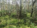 Главную ягоду долголетия ведрами собирают в глубинах марийских лесов – самый сезон
