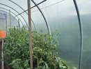Кормлю в июне помидоры содой - и уже 3 года собираю томаты целыми тачками с каждого кустика