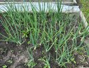 Будете собирать луковицы размером с 2 кулака: кормим лук в июне, и он отблагодарит богатым урожаем