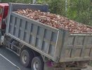 На трассе «Струнино–Площево» за прошлую неделю выявили более 250 перегруженных фур