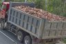 Миниатюра новости: На трассе «Струнино–Площево» за прошлую неделю выявили более 250 перегруженных фур