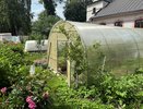 Слизни друг за другом уйдут с огорода: совет опытных агрономов — по следам «бабушкиных» методов