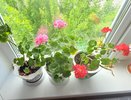 Немедленно уберите этот комнатный цветок из дома: притягивает несчастья и бедствия вопреки приметам