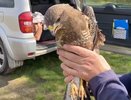 В Ковровском районе охотинспектор спас раненого канюка