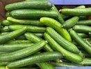 Подкармливаю огурцы содой и собираю рекордные 13 кг с куста: делаю так второй сезон подряд