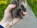 Жители Владимирской области спасли умирающего ежика