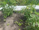 Несу в теплицу эту вещь, как только зацветают томаты — больше пустоцветов не будет, все кусты обильно покроются завязями