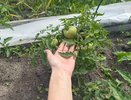 Пришла жара — тороплюсь к томатам с лейкой: завязи опадать сразу перестанут — выручит копеечная подкормка