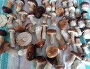 Родственник рыжика - плотный, сладкий и мясистый: грибники его почти не собирают, а зря!