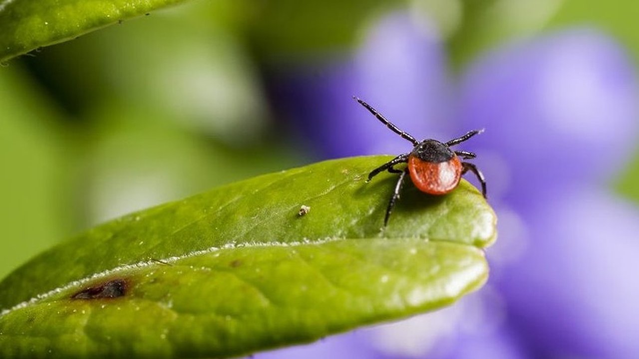Главная картинка новости: Во Владимирской области за прошлую неделю клещи укусили 165 человек