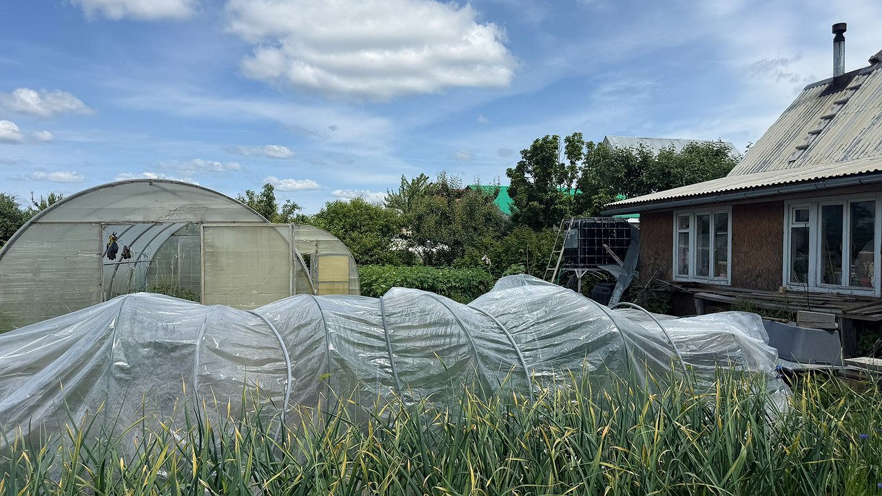 Главная картинка новости: Не йодом и не кефиром: только эти средства реально могут спасти от фитофторы