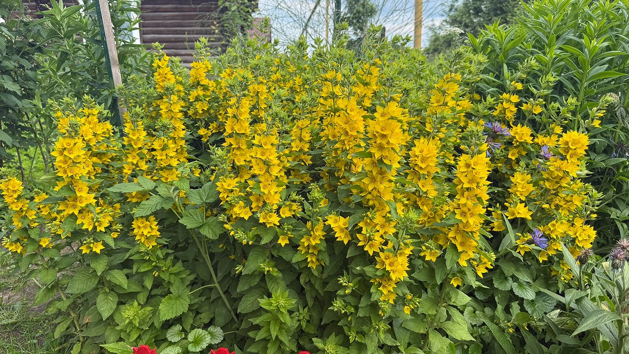 Главная картинка новости: Титулованная красавица, неустанно цветущая с мая по октябрь: роскошный многолетник весь сезон радует пышными алыми цветами